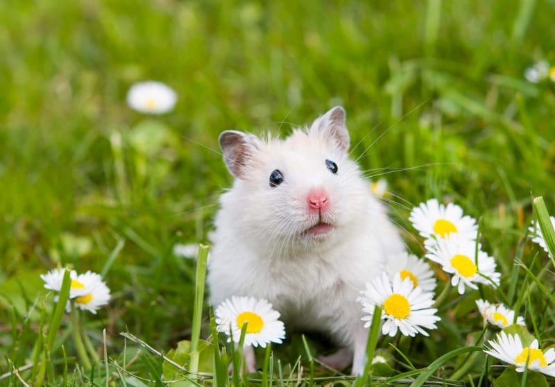 Can Hamsters Eat Daisies? Unveiling the Truth