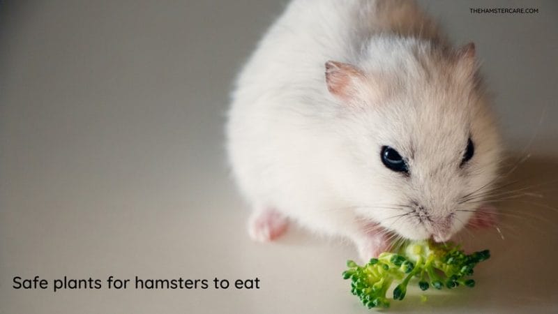 How Much Daisies Can You Give a Hamster?