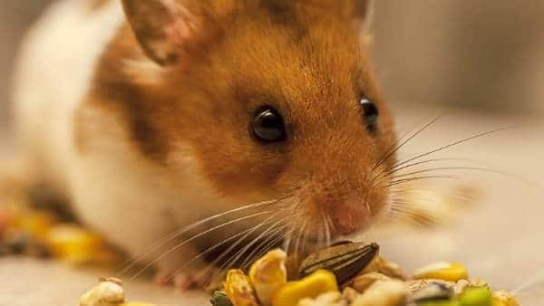 Risks of Feeding Daisies to Hamsters