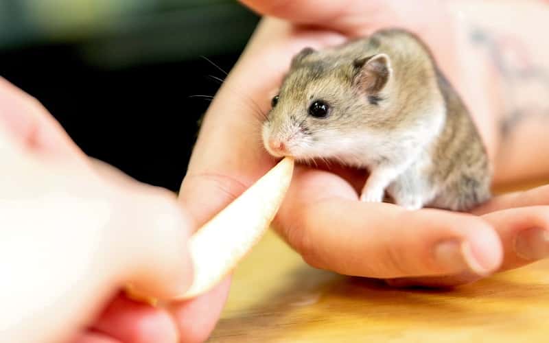 can-hamsters-eat-apples-fascinating-facts-1