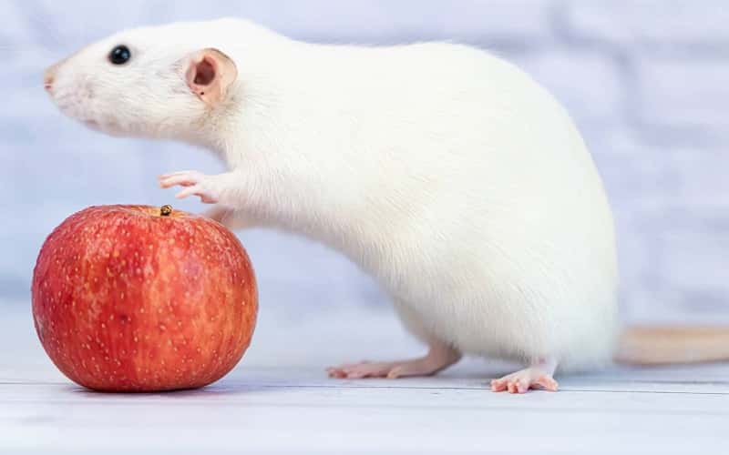 can-hamsters-eat-apples-fascinating-facts-2