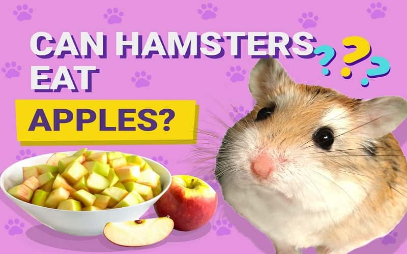 can-hamsters-eat-apples-5-fascinating-facts
