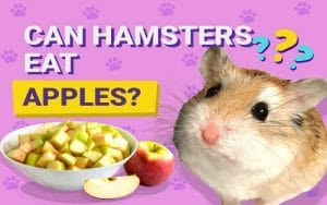 can-hamsters-eat-apples-5-fascinating-facts