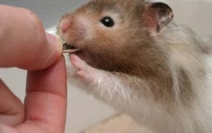 can-hamsters-eat-crickets-top-amazing-facts-1