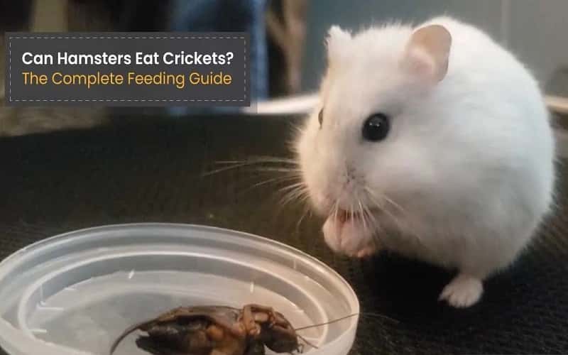 can-hamsters-eat-crickets-top-amazing-facts-2