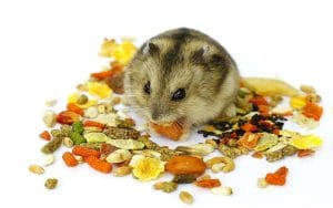 can-hamsters-eat-dried-fruit-top-5-facts-1