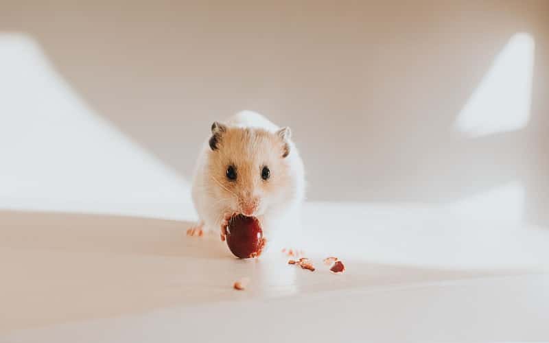 can-hamsters-eat-dried-fruit-top-facts