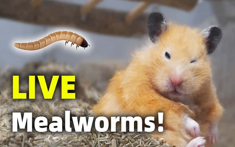 can-hamsters-eat-live-mealworms-1