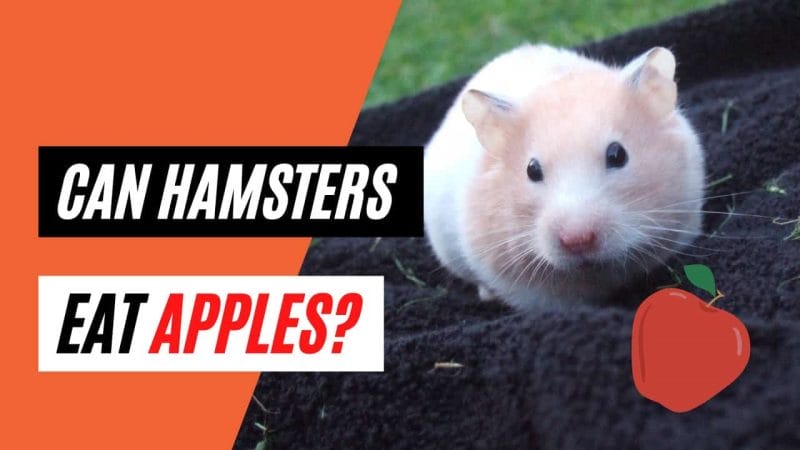 Benefits of feeding apples to hamster