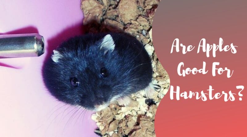 How much apples can you give a hamster?