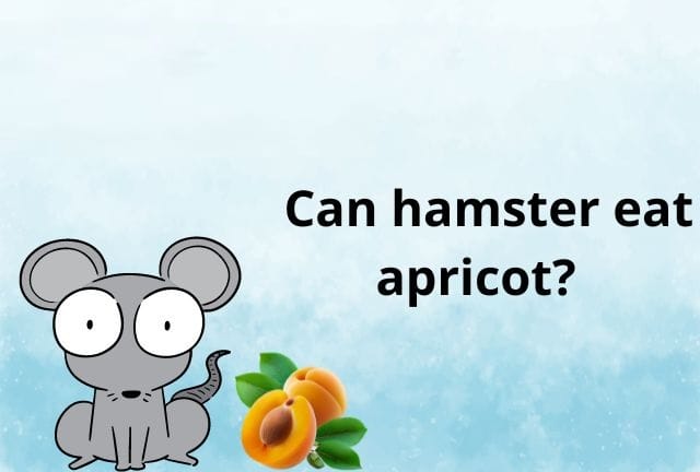 Can Hamsters Eat Apricots? A Nutritional Guide for Your Furry Friends
