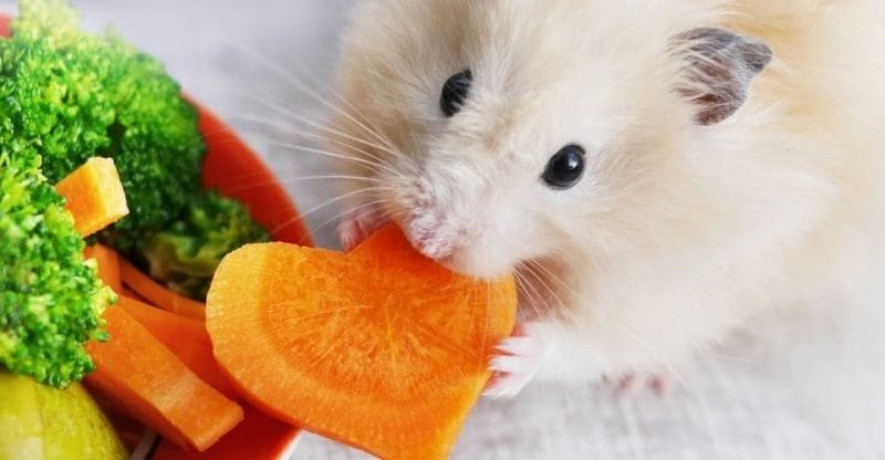 How Much Apricots Can You Give a Hamster?