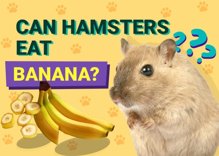 Can Hamsters Eat Bananas? A Complete Guide to Hamster Nutrition