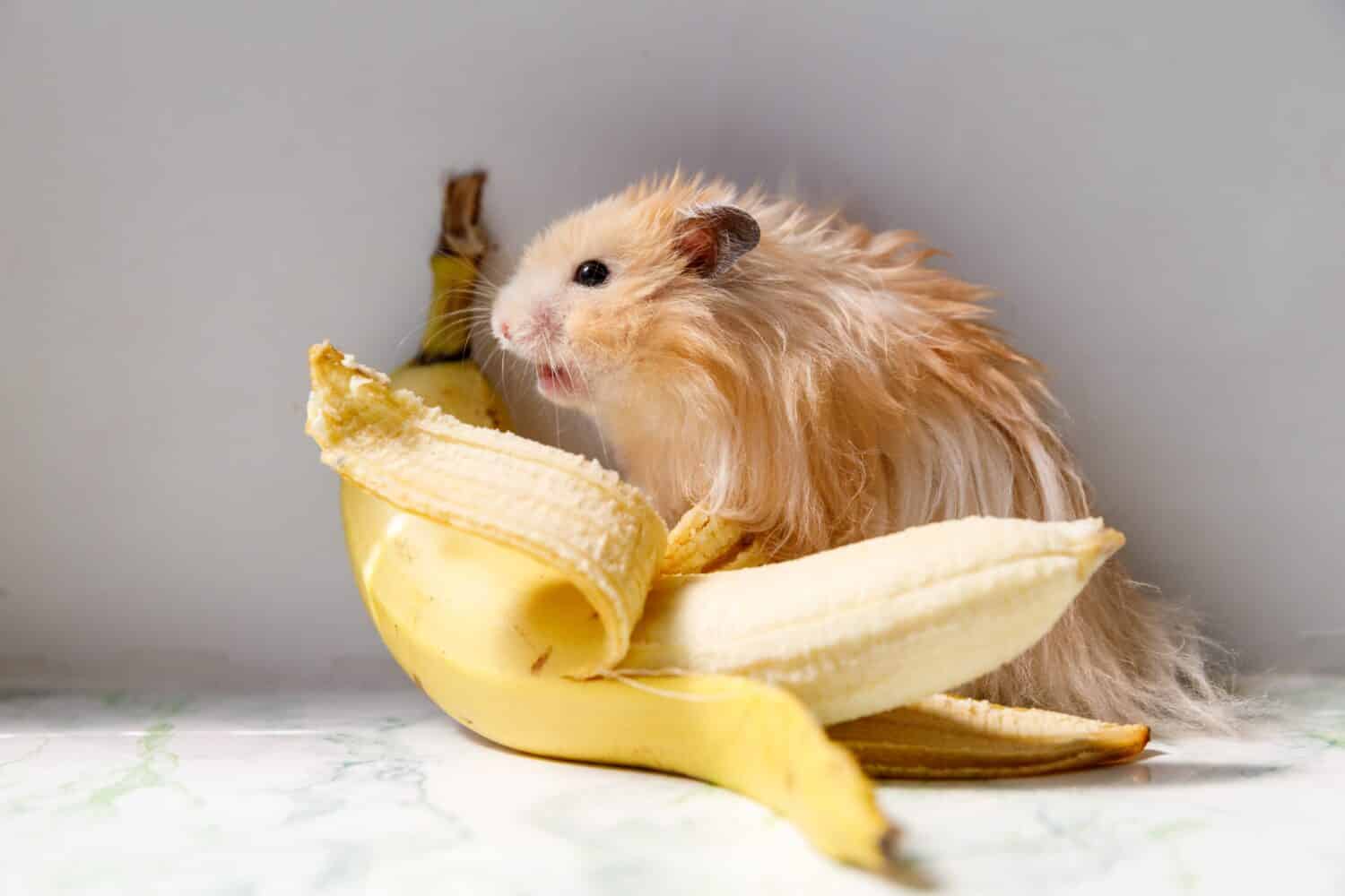 Benefits of Feeding Bananas to Hamsters