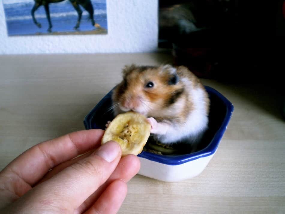 How Much Bananas Can You Give a Hamster?