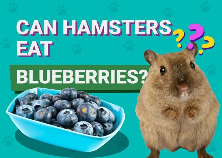 Can Hamsters Eat Blueberries? A Nutritional Guide for Hamster Owners