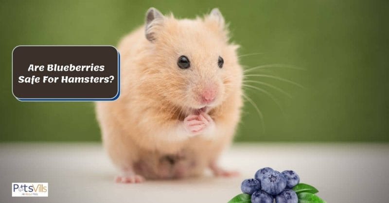 Nutrients and Vitamins in Blueberries Good for Hamsters: