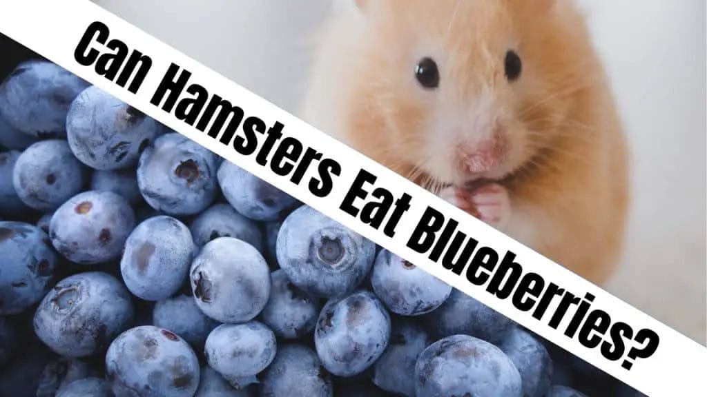 How Much Blueberries Can You Give a Hamster?
