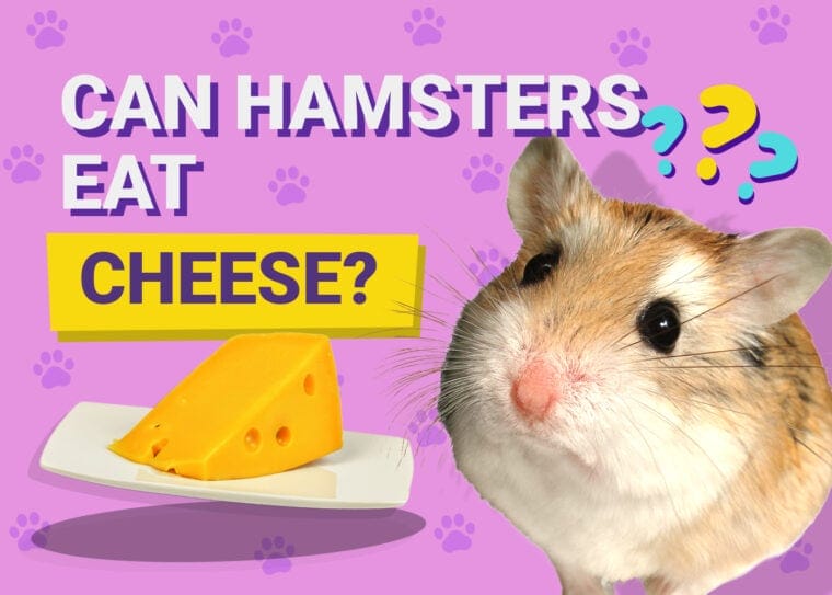 Can Hamsters Eat Cheese? Exploring the Benefits and Risks