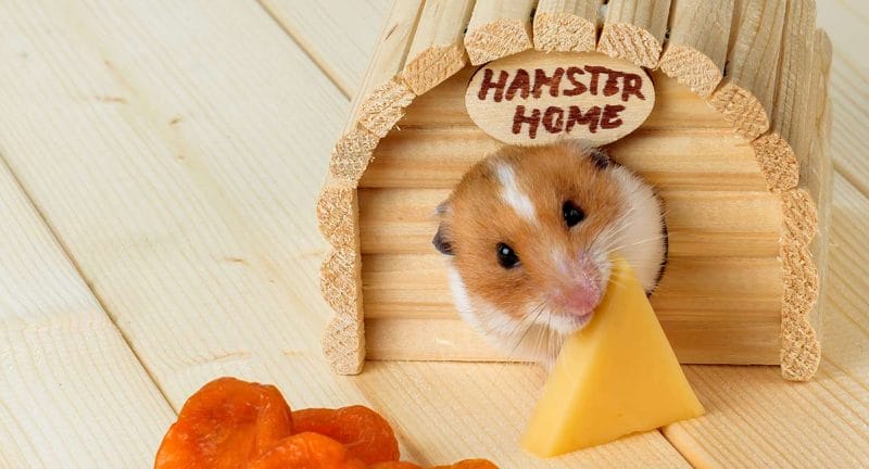 Risk of feeding cheese to hamster