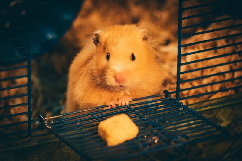 How much cheese can you give a hamster?
