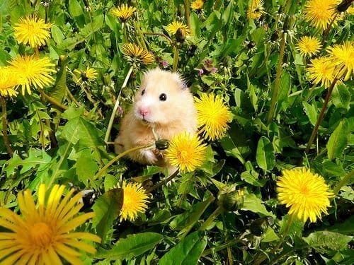 Can Hamsters Eat Dandelions? A Comprehensive Guide