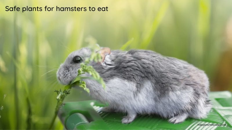 Can Hamsters Eat Dill? Exploring the Benefits and Risks