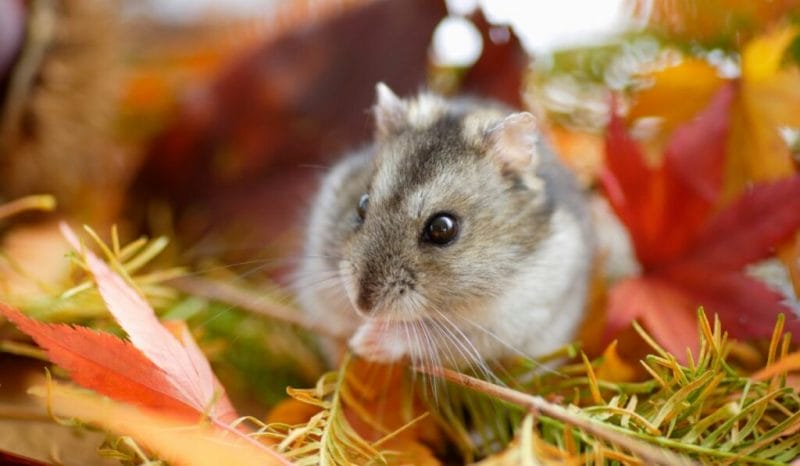 Benefits of Feeding Dill to Hamsters