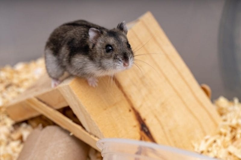 How much Dock can you give a hamster?
