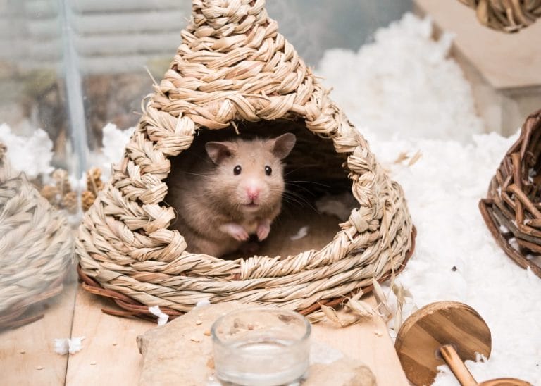 Can Hamsters Eat Fennel? A Comprehensive Guide to Fennel and Your Furry Friend