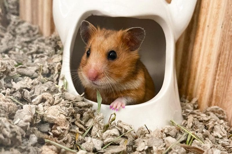Benefits of Feeding Fennel to Hamsters