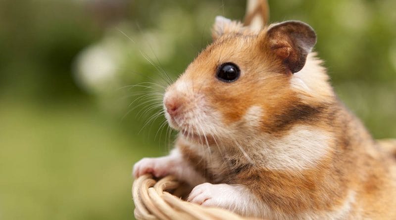 How Much Fennel Can You Give a Hamster?