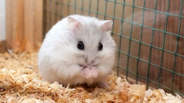 Can Hamsters Eat Hibiscus? Unveiling the Petal's Potential