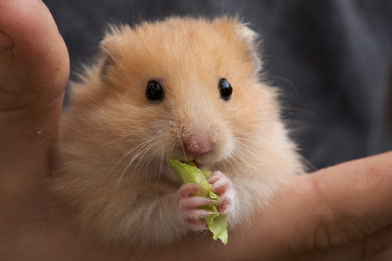 Benefits of Feeding Hibiscus to Hamsters