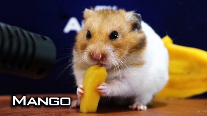 Can Hamsters Eat Mango? A Nutritional Guide for Your Furry Friends