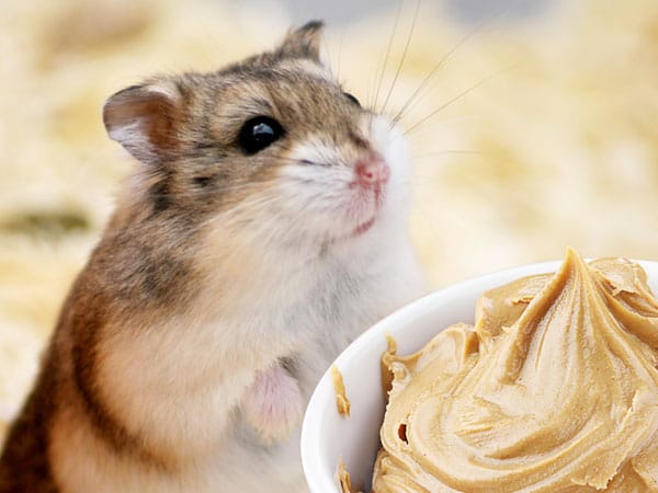 Examples of Health Benefits of Peanut Butter to Hamsters