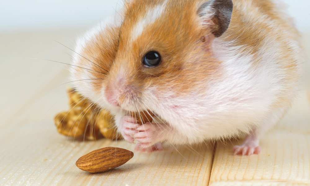 How Much Peanut Butter Can You Give a Hamster?