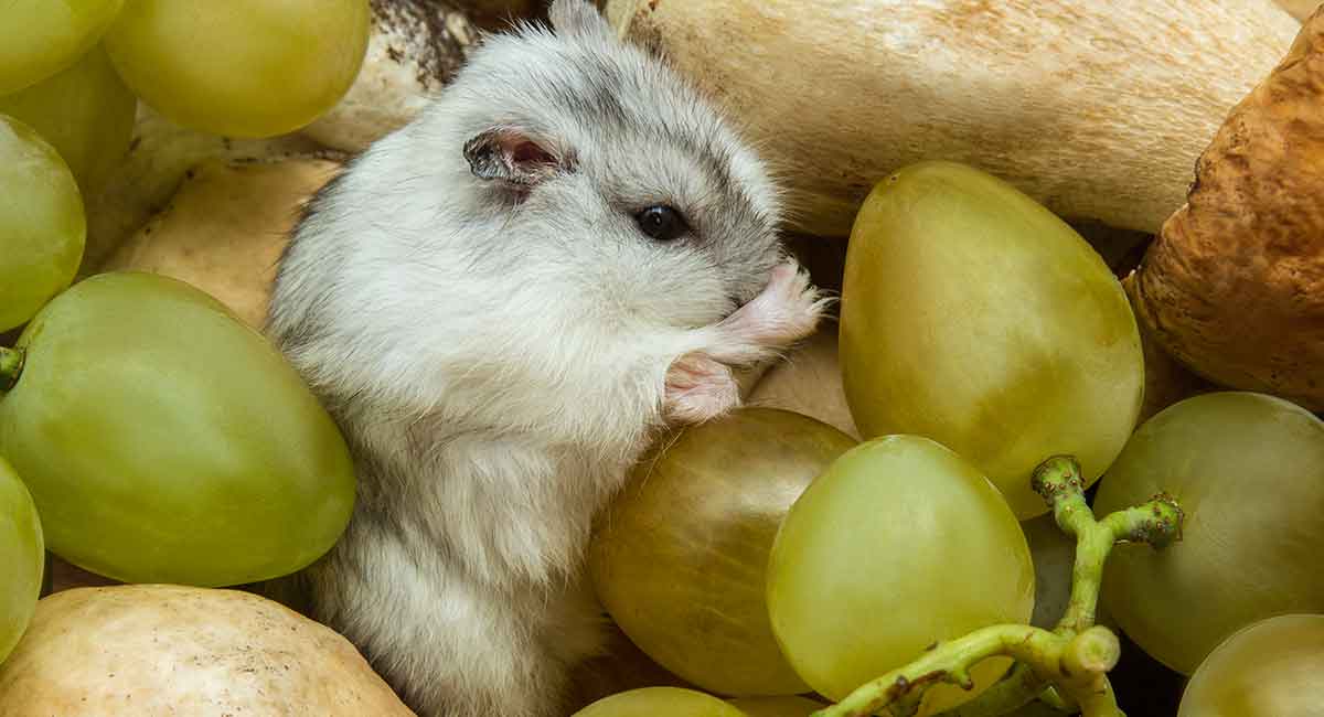 Can Hamsters Eat Pears? A Nutritional Guide for Your Furry Friends