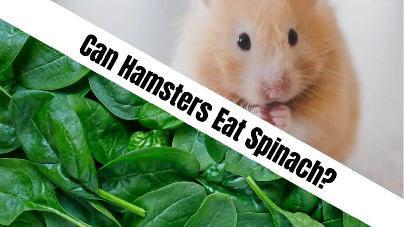 Can Hamsters Eat Spinach? The Spinach Facts and Benefits for Hamsters