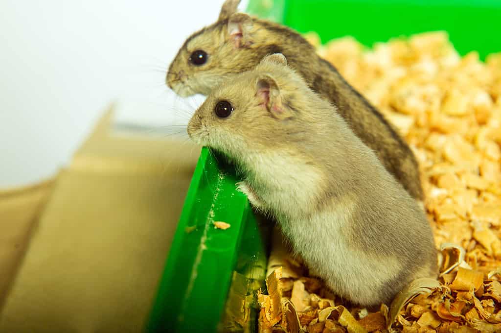 Benefits of Feeding Spinach to Hamster