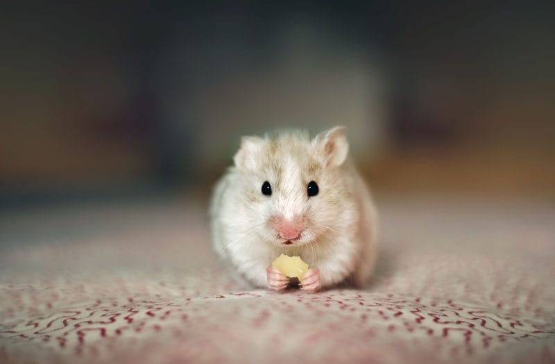 How Much Spinach Can You Give a Hamster?