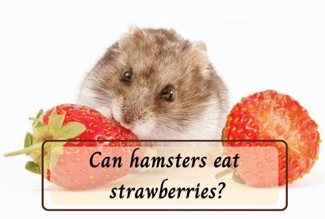 How Much Strawberries Can You Give a Hamster?