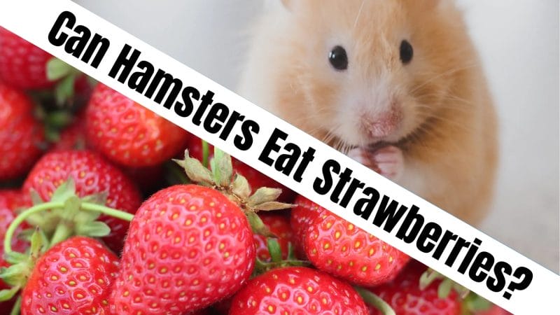 Risk of Feeding Strawberries to Hamsters