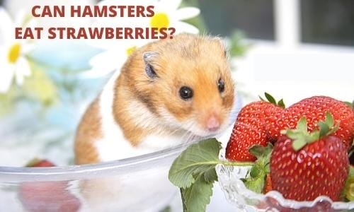 Can Hamsters Eat Strawberries? A Comprehensive Guide to Hamster Nutrition