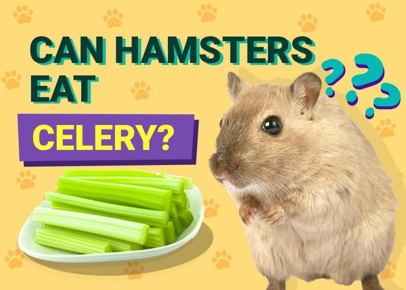 Can Hamsters Eat Celery? An In-Depth Analysis