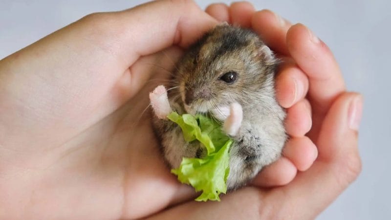 How much Celery can you give a hamster?