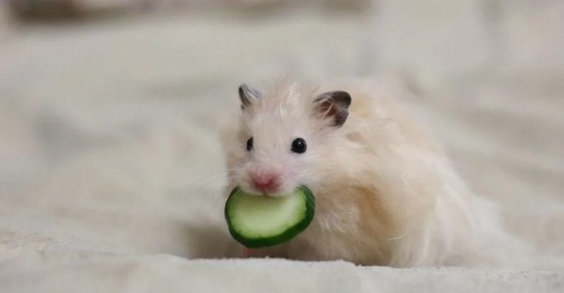 How much Cucumber can you give a hamster?