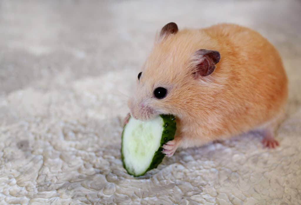 Can Hamsters Eat Cucumber? A Deep Dive into Hamster Nutrition