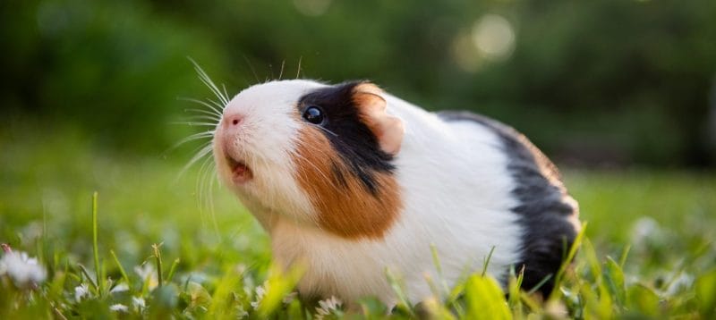 Can Hamsters Eat Jasmine? A Comprehensive Guide to Jasmine for Your Furry Friend
