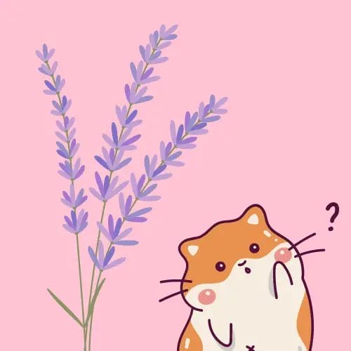 Can Hamsters Eat Lavender? Everything You Need to Know